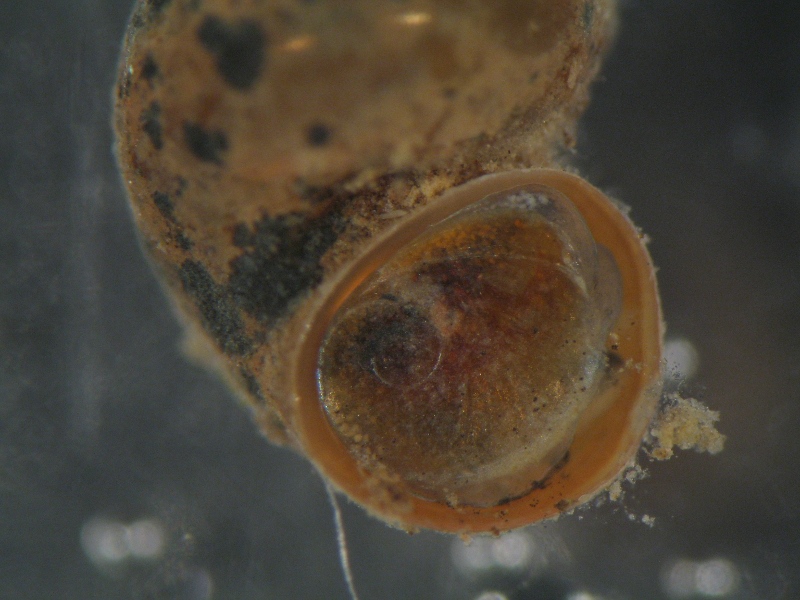 piccolo gasteropode